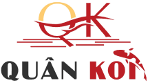 Quân Koi Thi Công Hồ Cá Koi || Thiết Kế Thi Công Hồ cá Koi Bình Dương