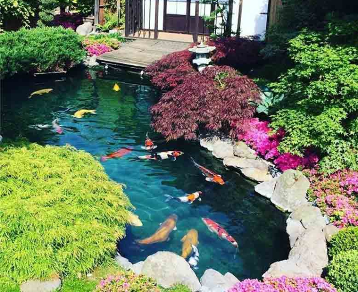Quân Koi Thi Công Hồ Cá Koi || Thiết Kế Thi Công Hồ cá Koi Bình Dương